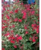 Salvia mix flor 2lt                               