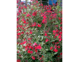 Salvia mix flor 2lt                               