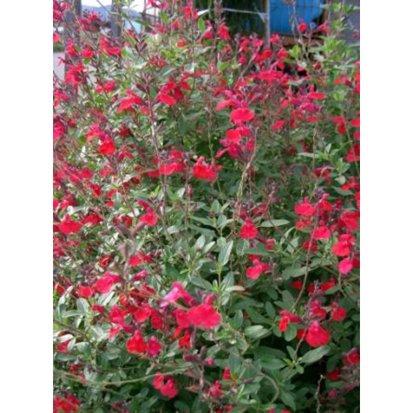 Salvia mix flor 2lt                               