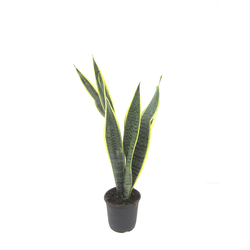 Sansevieria laurentii m14 6 hojas                 