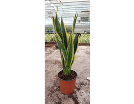 Sansevieria laurentii m14 6 hojas                 