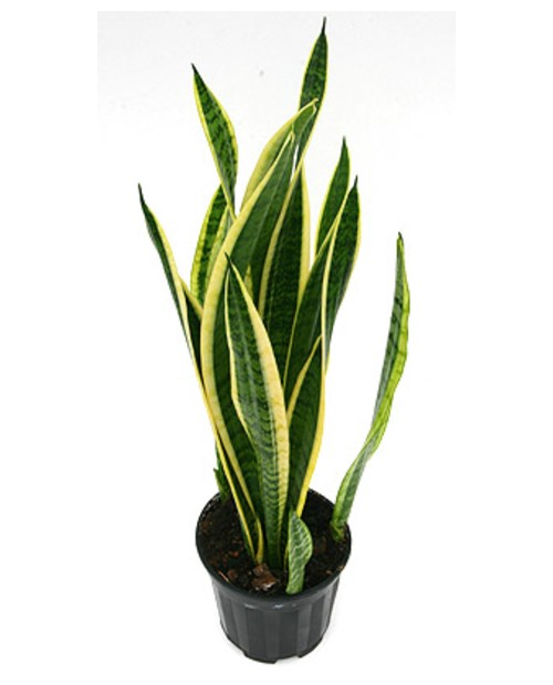 Sansevieria laurentii m17 8 hojas                 