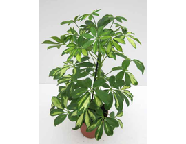Scheflera gerda nora 13                           