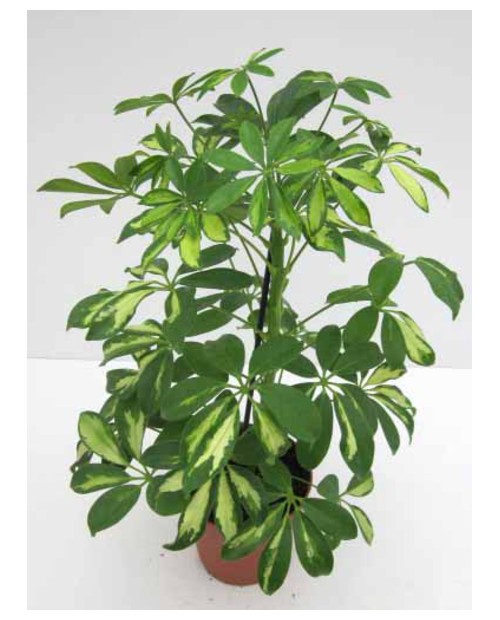 Scheflera gerda nora 13                           