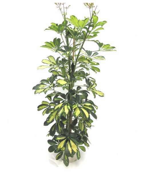 Scheflera m18 90cm                                