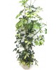 Scheflera m20 110cm                               