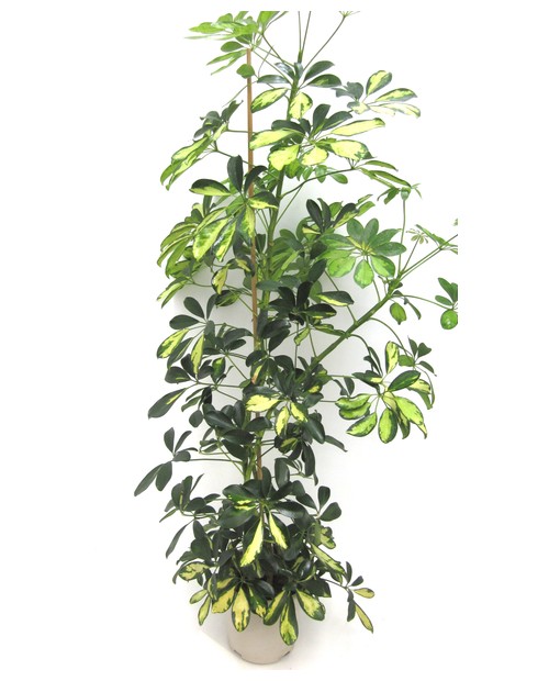 Scheflera m20 110cm                               
