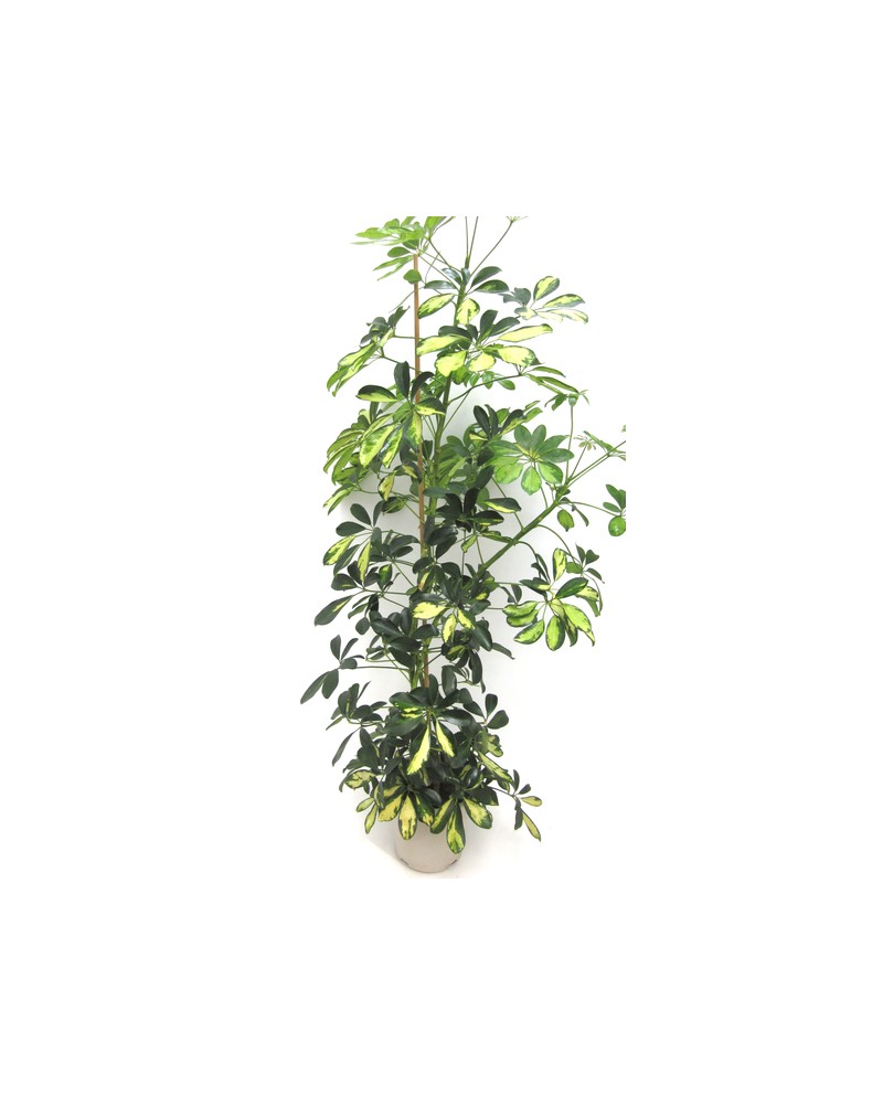 Scheflera m20 110cm                               
