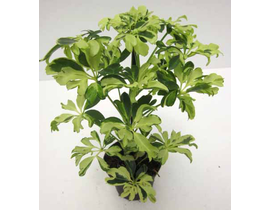 Scheflera janini 9                                