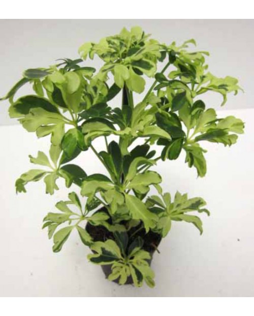 Scheflera janini 9                                