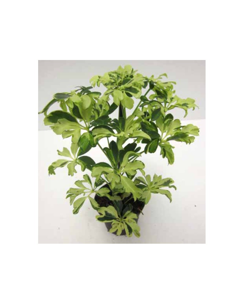 Scheflera janini 9                                