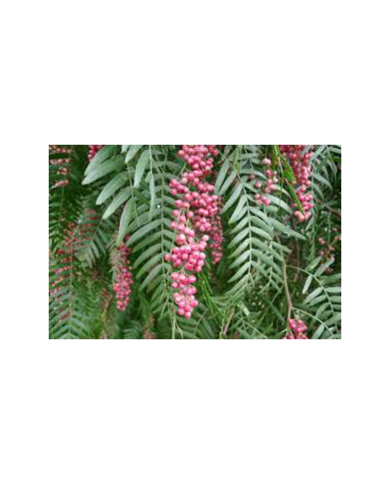 Schinus molle m25 175/200                         