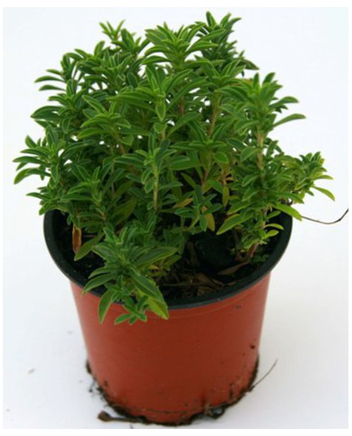 Sejolida ajedrea m11                              