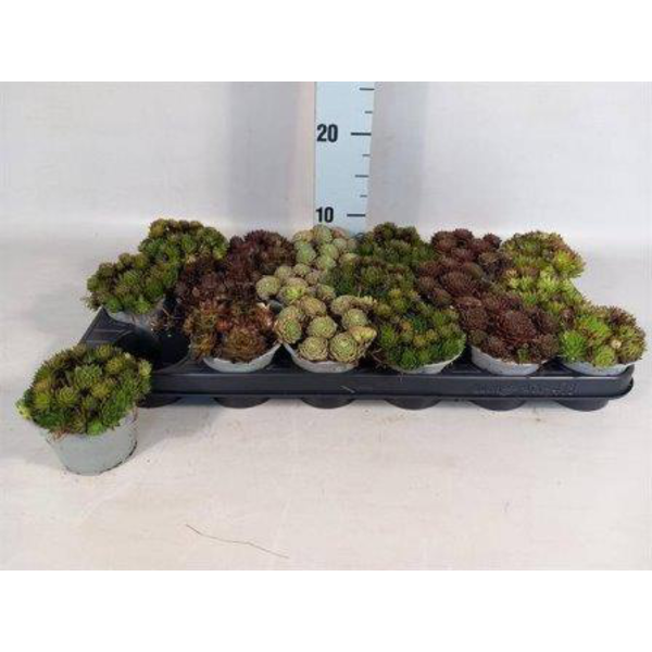 Sempervivum mix m10                               