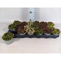 Sempervivum mix m10                               