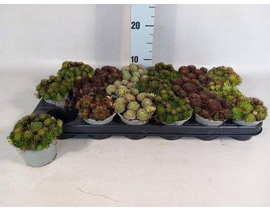 Sempervivum mix m10                               