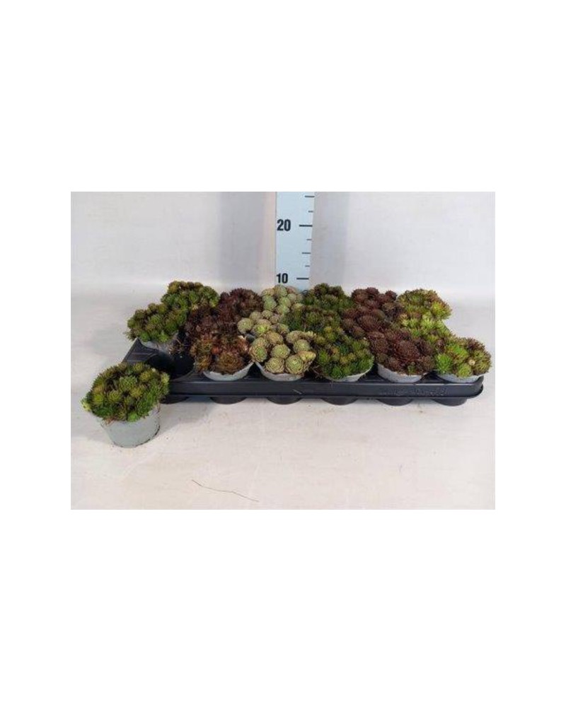 Sempervivum mix m10                               