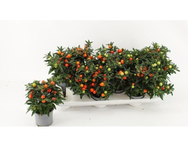 Solanum pseudocapsicum m10                        