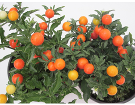 Solanum seudocapsicum m10                         