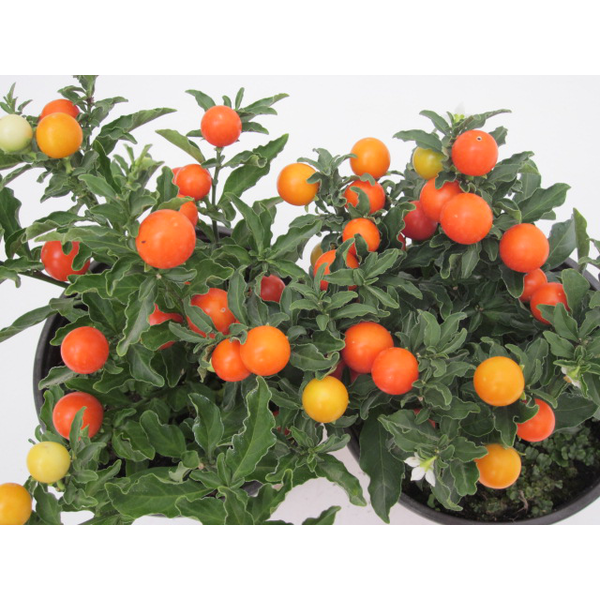 Solanum seudocapsicum m10                         