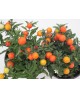 Solanum pseudocapsicum m10                        