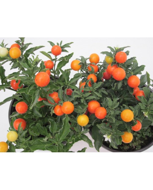 Solanum pseudocapsicum m10                        