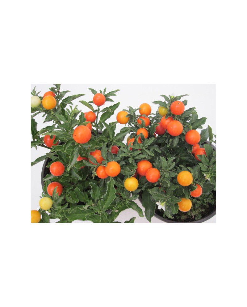 Solanum pseudocapsicum m10                        