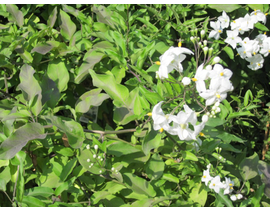 Solanum jazminoide 11x11 75cm                     