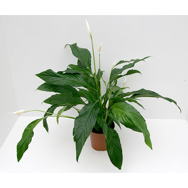 Spathiphyllum mini 9                              