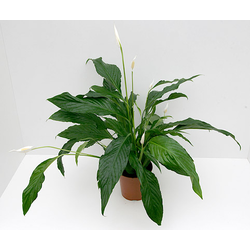 Spathiphyllum mini 9                              