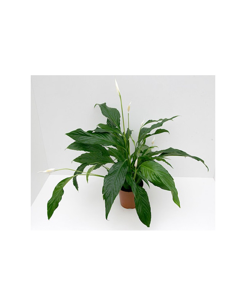 Spathiphyllum mini 9                              