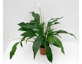 Spathiphyllum 14                                  