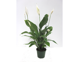 Spathiphyllum 17                                  