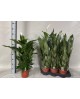 Spathiphyllum 17                                  