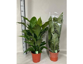 Spathiphyllum 21                                  