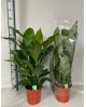 Spathiphyllum 21                                  