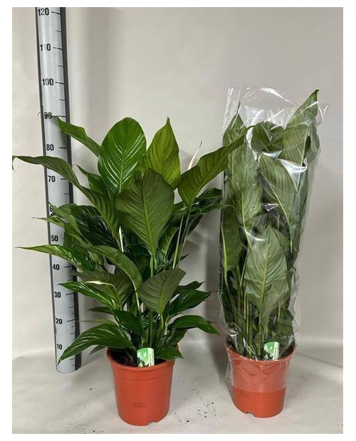 Spathiphyllum 21                                  