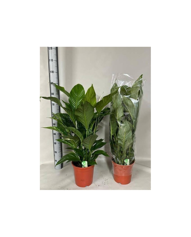 Spathiphyllum 21                                  
