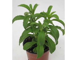 Stevia rebaudiana m11                             