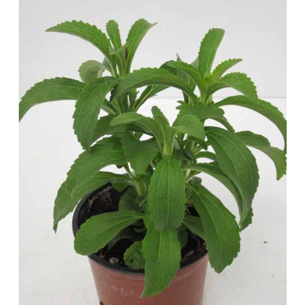 Stevia rebaudiana m11                             