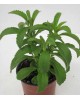 Stevia rebaudiana m11                             