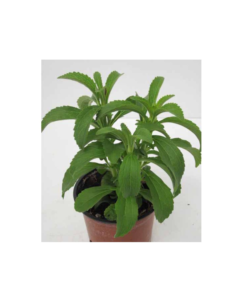 Stevia rebaudiana m11                             