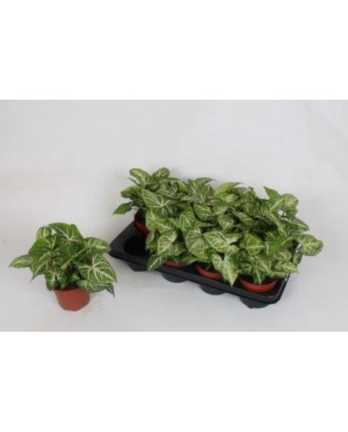 Syngonium m12                                     