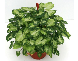 Syngonium colgar 15                               