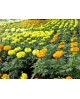 Tagete erecta 11                                  