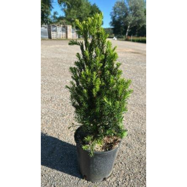 Taxus media hilli 50/60cm 5lt                     
