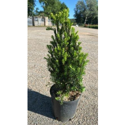 Taxus media hilli 50/60cm 5lt                     