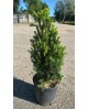 Taxus media hilli 50/60cm 5lt                     