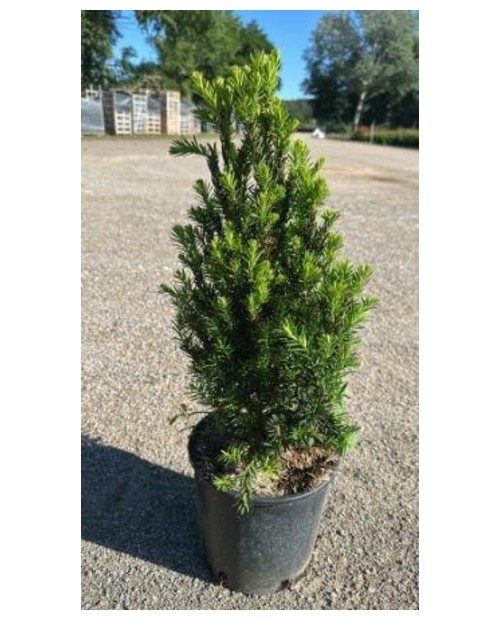 Taxus media hilli 50/60cm 5lt                     