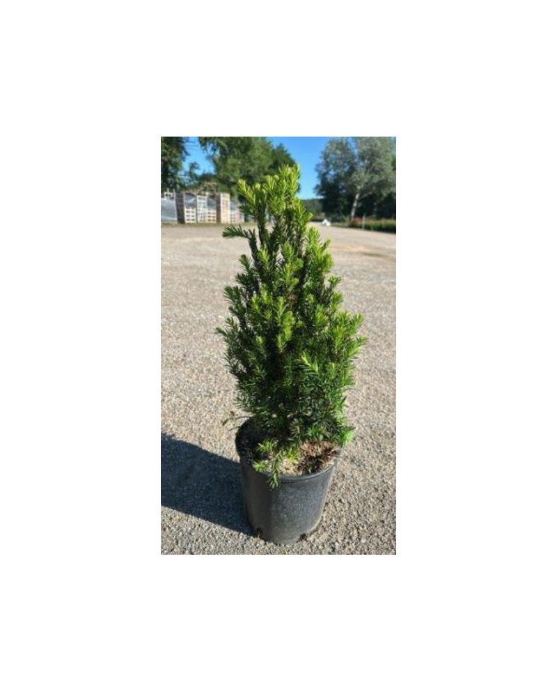 Taxus media hilli 50/60cm 5lt                     